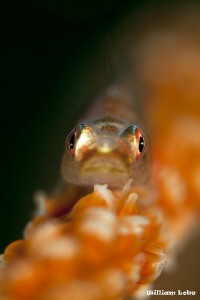 In The Face of a Whip Goby by William Loke 